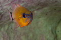   Apogon aureus swimming inside tube sponge Bethlehem Anilao Philippines  